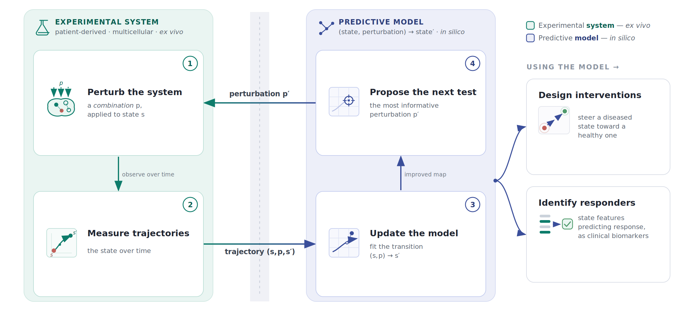 A closed loop between an ex vivo experimental system and an in silico predictive model. On the left, the experimental system (patient-derived, multicellular): (1) perturb the system with a combination applied to state s, then (2) measure the state trajectory over time. That trajectory feeds the predictive model on the right: (3) update the model by fitting the transition (state, perturbation) to next state, and (4) propose the next, most informative perturbation, which is sent back to the experimental system. The trained model is then used to design interventions that steer a diseased state toward a healthy one, and to identify responders via state features that serve as clinical biomarkers.